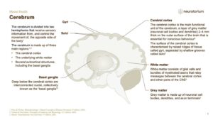 Mental Health - Fundamentals of Neurobiology - slide 6